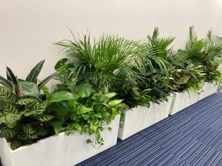 オフィス・グリーン（観葉植物の設置）